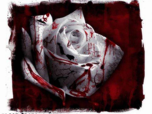 Krvavá ruža