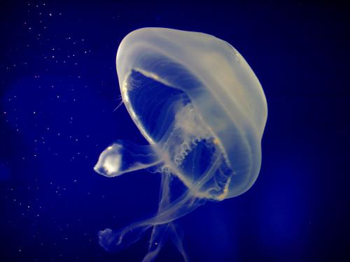Modrá medúza