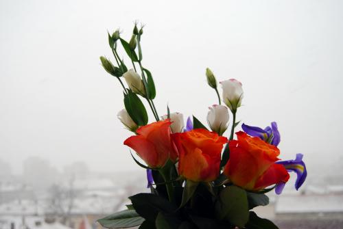 Kvety v zime