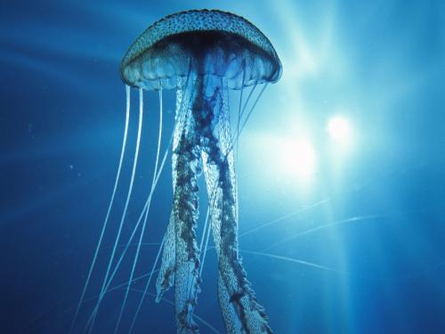 Eletrická medúza
