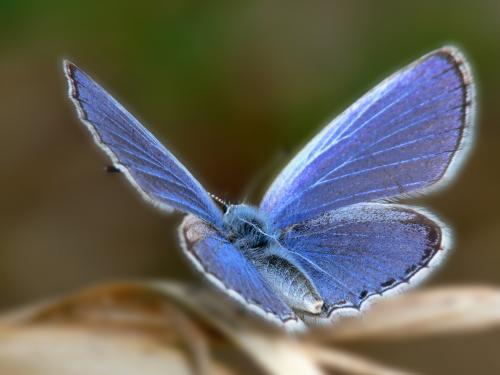 Modrý motýľ