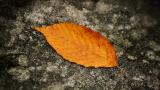 Fallen Leaf