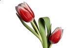 Červeno biely tulipán
