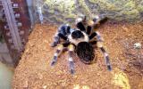 smithi